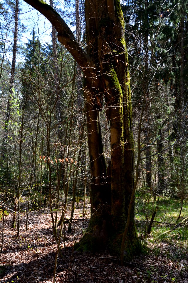 Dresdner Heide Buche mit Loch (2)