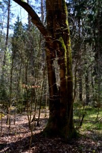 Dresdner Heide Buche mit Loch (2)