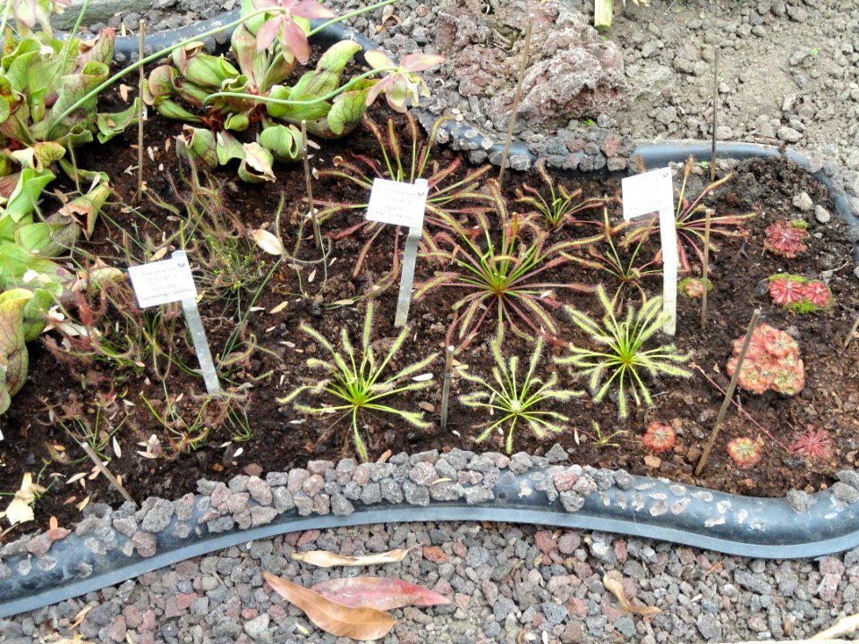 Drosera binata - Botanischer Garten Freiburg - DSC06347