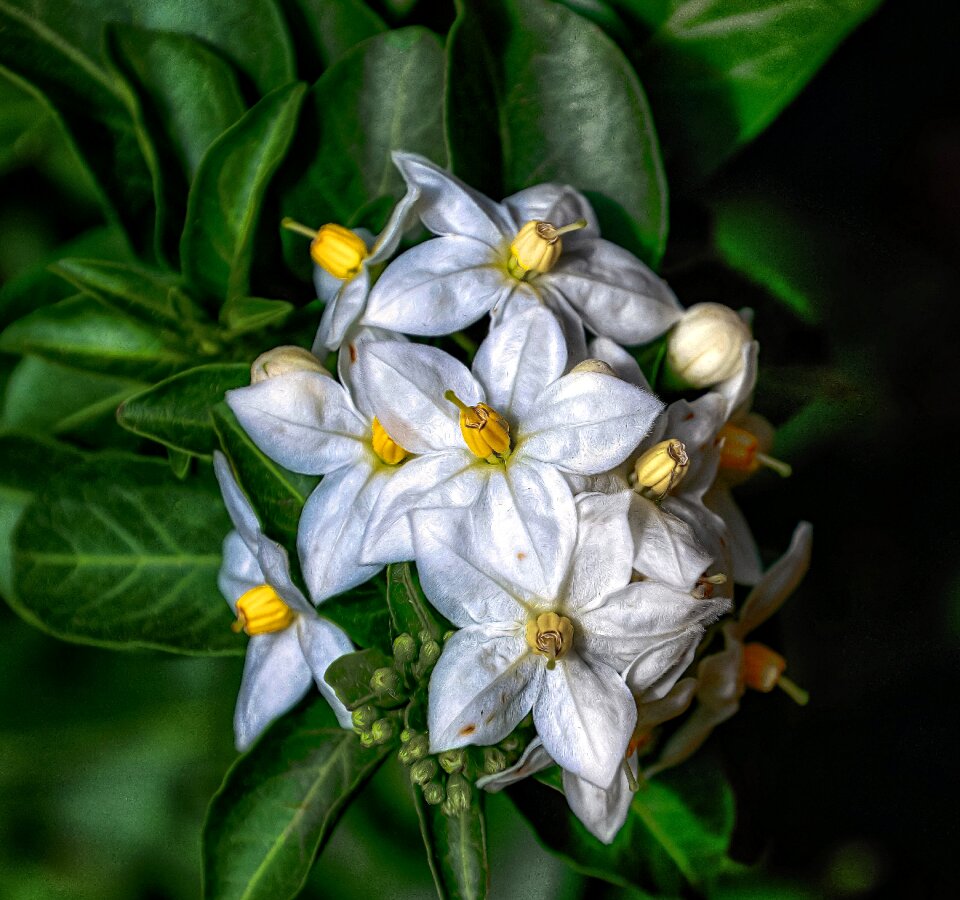 Flower nature white