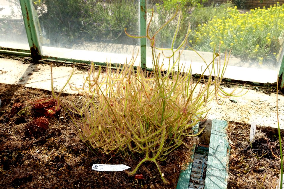 Drosera binata - Orto botanico - Rome, Italy - DSC09953