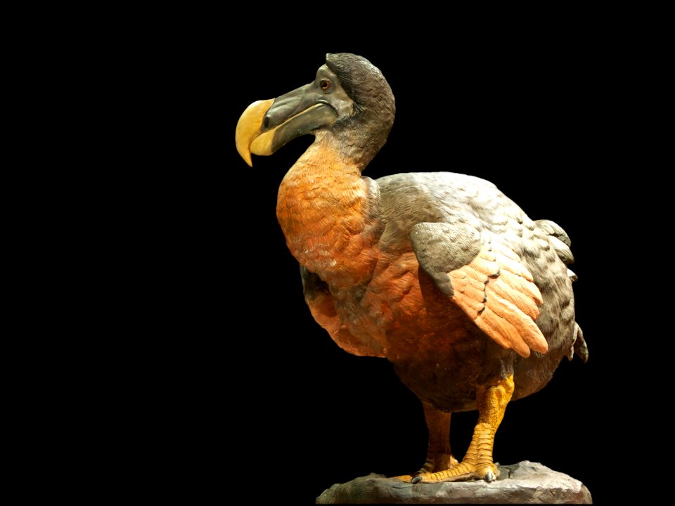 Dronte dodo Raphus cucullatus (1)