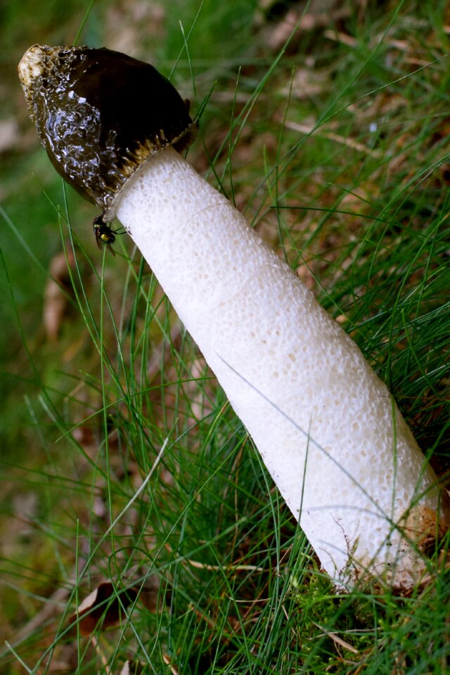 Forest close up forest mushroom