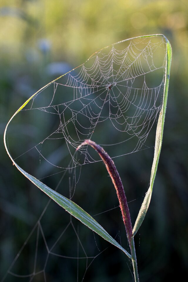 Nature nature conservation web