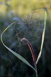 Nature nature conservation web