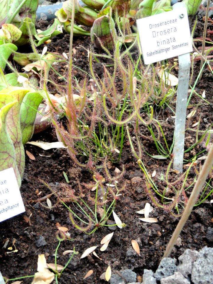 Drosera binata - Botanischer Garten Freiburg - DSC06348