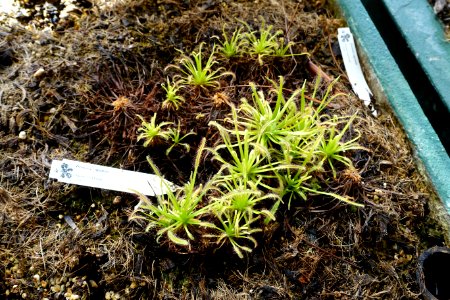 Drosera capensis - Orto botanico - Rome, Italy - DSC09947