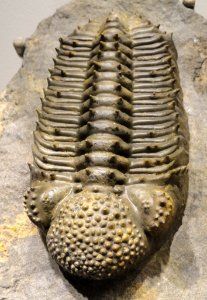 Drotops armatus, Middle Devonian, Bou DOb Formation, Jbel Issoumour & Jbel Mrakib, MaOder Region, Morocco - Houston Museum of Natural Science - DSC01630