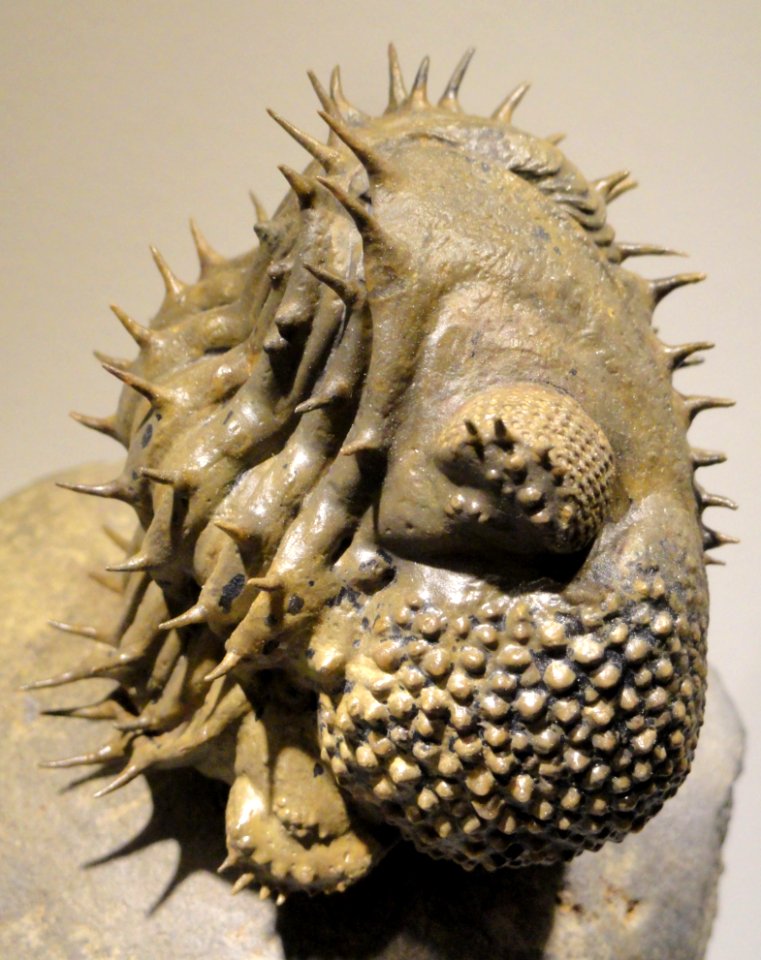 Drotops armatus, Middle Devonian, Bou DOb Formation, Jbel Issoumour & Jbel Mrakib, MaOder Region, Morocco - Houston Museum of Natural Science - DSC01622