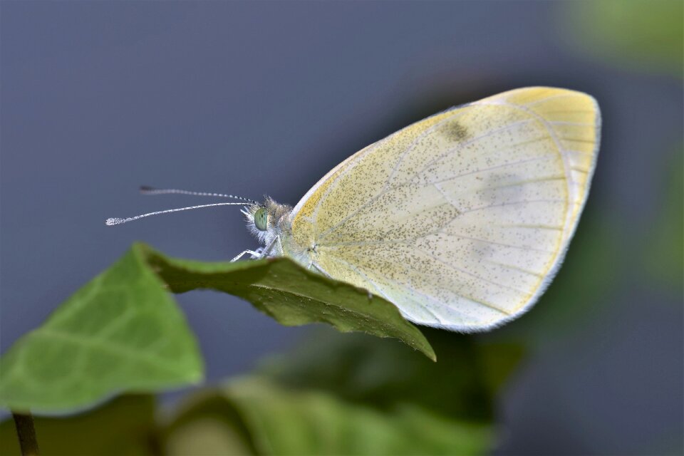 Animal nature yellow