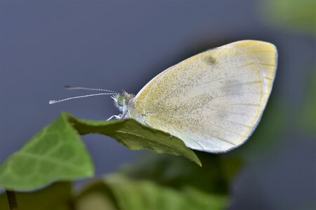 Animal nature yellow