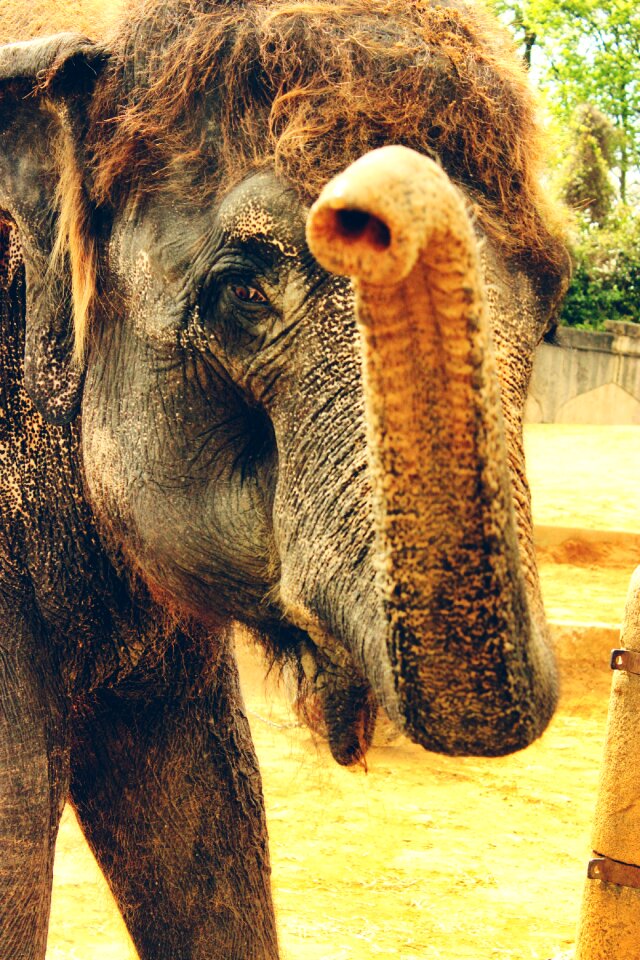 India wildlife mammal