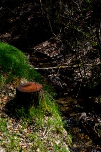 Dresdner Heide Schwarzes Bildwasser Erlenstumpf