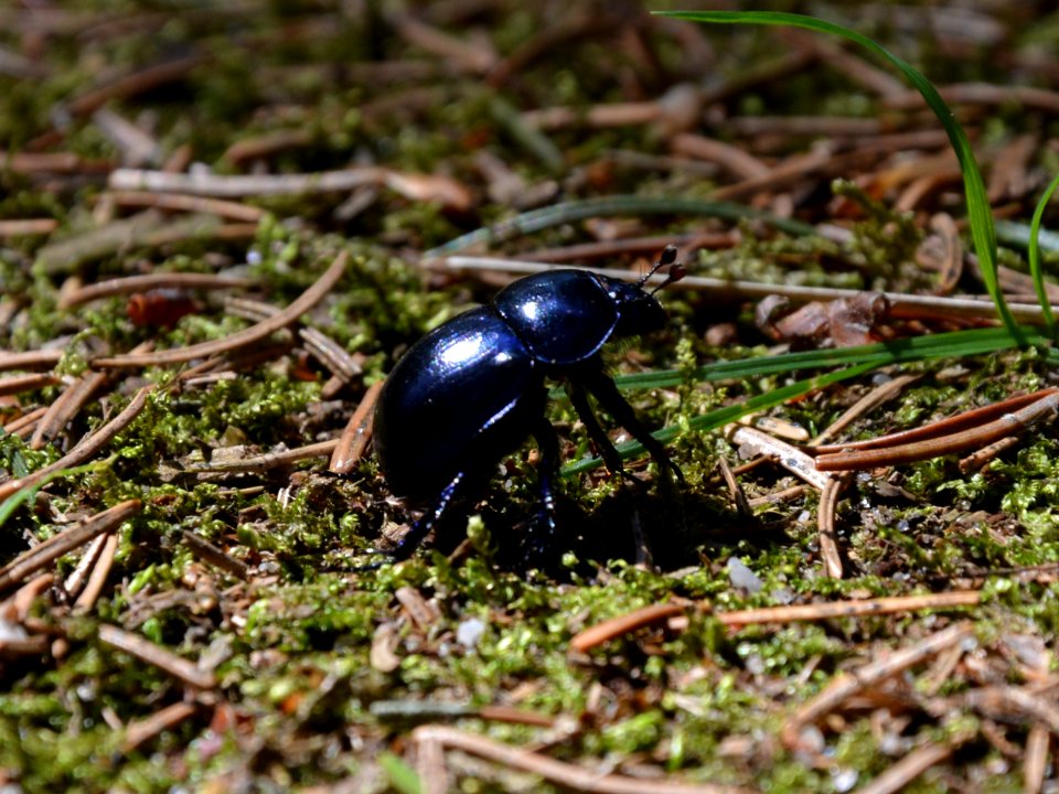 Dresdner Heide Mistkäfer