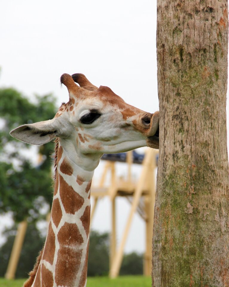 Safari i love trees giraffe kiss the tree