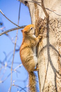 Nature wildlife cute