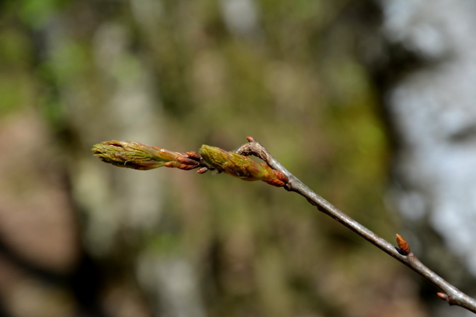 Dresdner Heide Roteiche