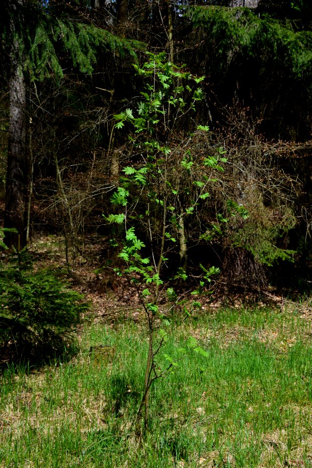 Dresdner Heide