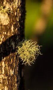 Feathery fructose lichen tree photo