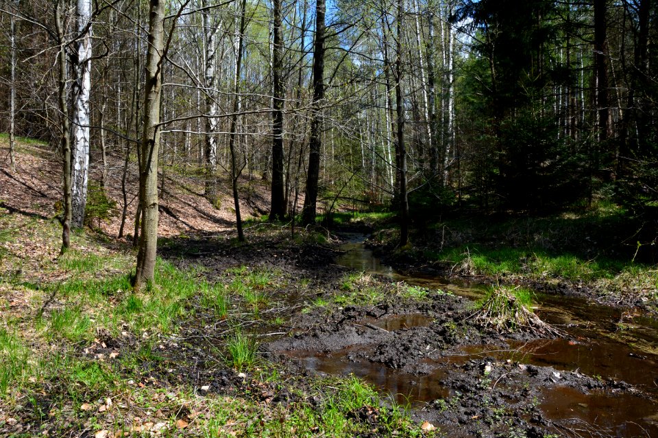Dresdner Heide Schwarzes Bildwasser