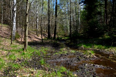 Dresdner Heide Schwarzes Bildwasser
