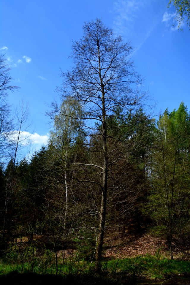 Dresdner Heide Erle am Schwarzen Bildwasser