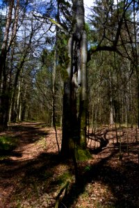 Dresdner Heide Buche mit Loch