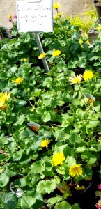 Doronicum Daisy Leopard's Bane plants growing in NJ in April