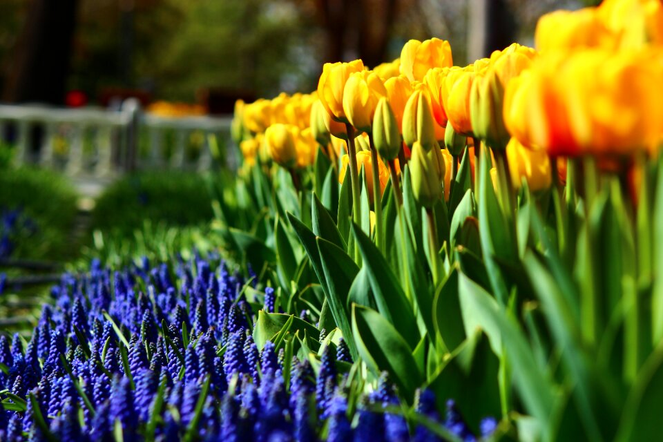 Spring konya tulips