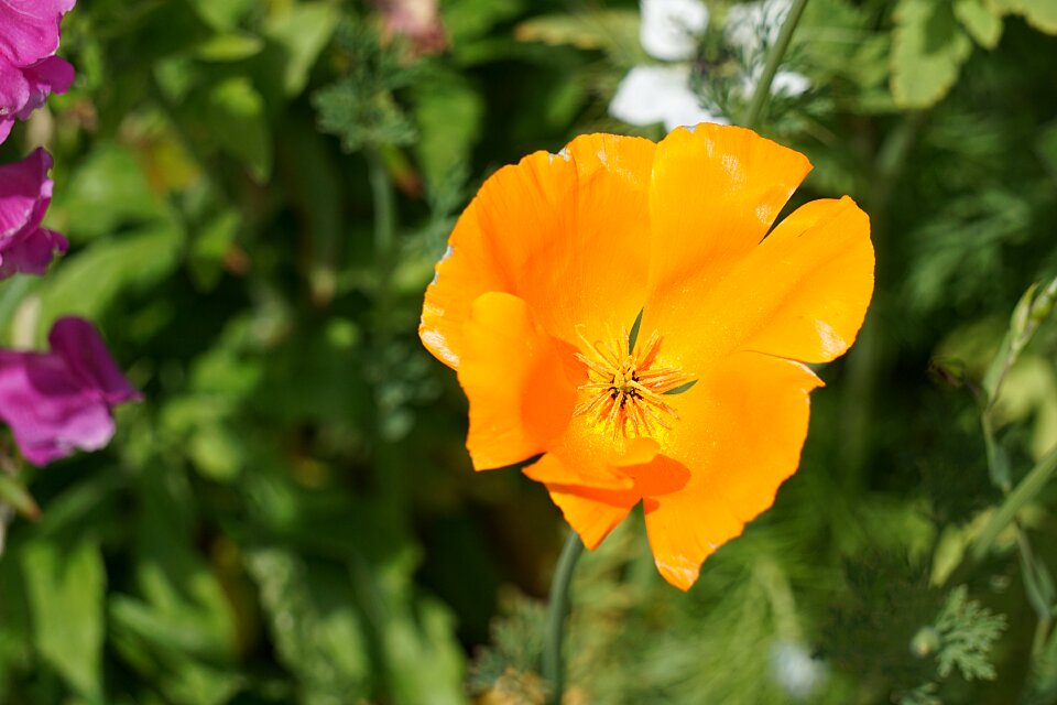 Flowering garden petals