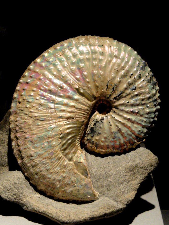 Douviloceras clementium, Cretaceous, Carriere de Courcelles, Aube, Troyes, France - Houston Museum of Natural Science - DSC01980