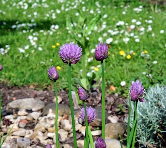Purple flower herb limited garden photo