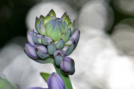 Flower plant purple