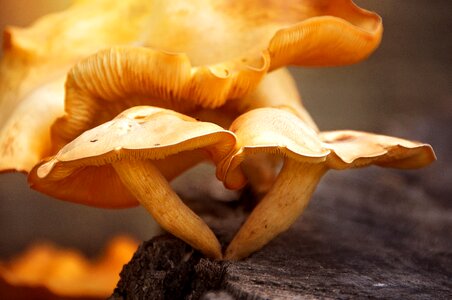 Nature fungi plant photo