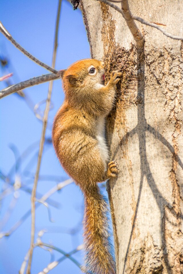 Nature wildlife cute