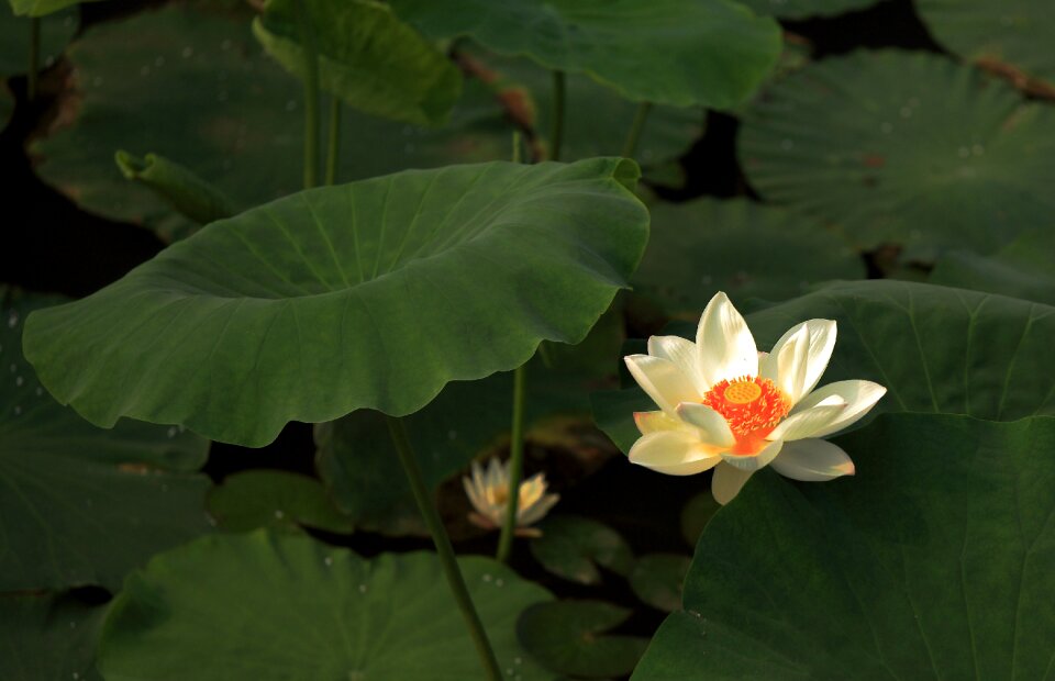 Lotus flower works