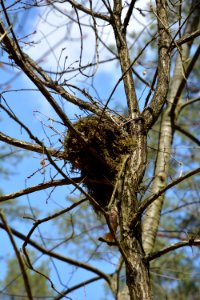 Dresdner Heide Vogelnest in Eiche