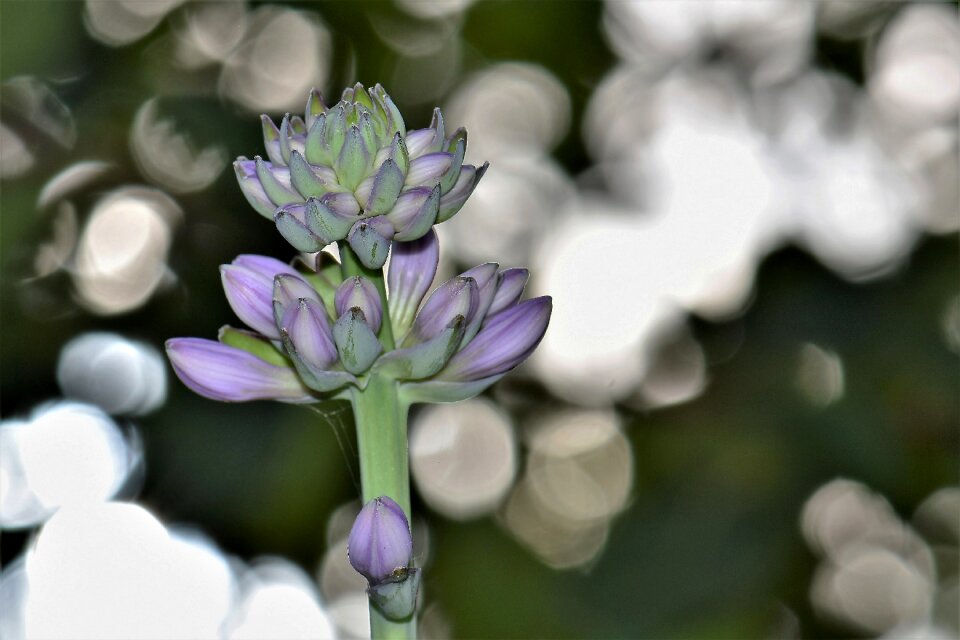 Flower plant purple
