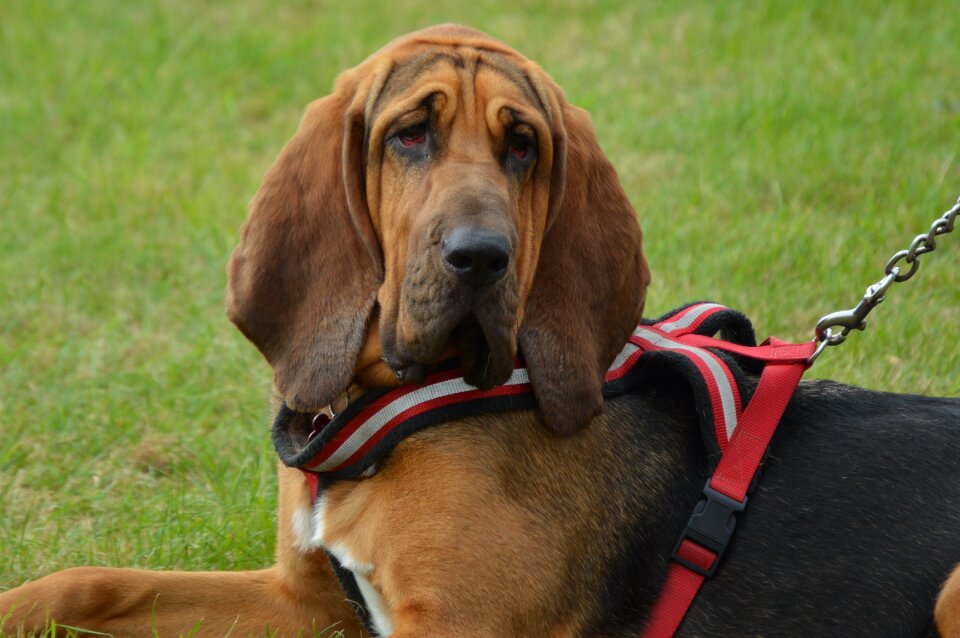 Scent hound pet lead
