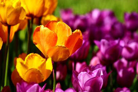 Spring konya tulips photo