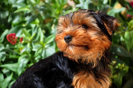 Animal pet cute