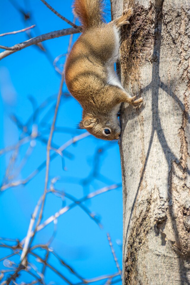 Nature wildlife cute