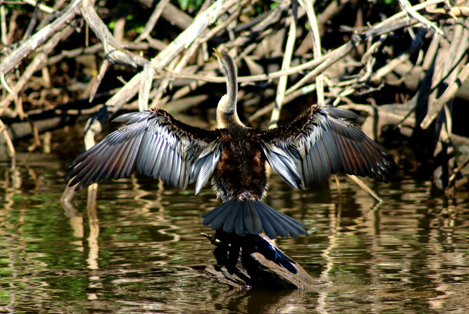 Water shag cormorant