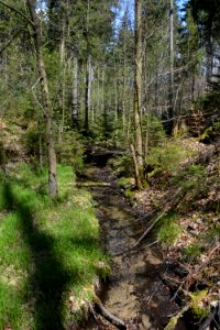 Dresdner Heide Schwarzes Bildwasser (4)