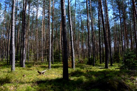 Dresdner Heide Kiefernwald (2)