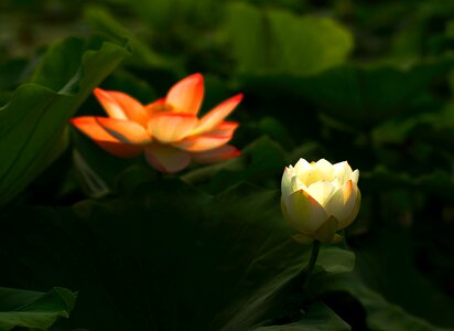 Lotus flower works