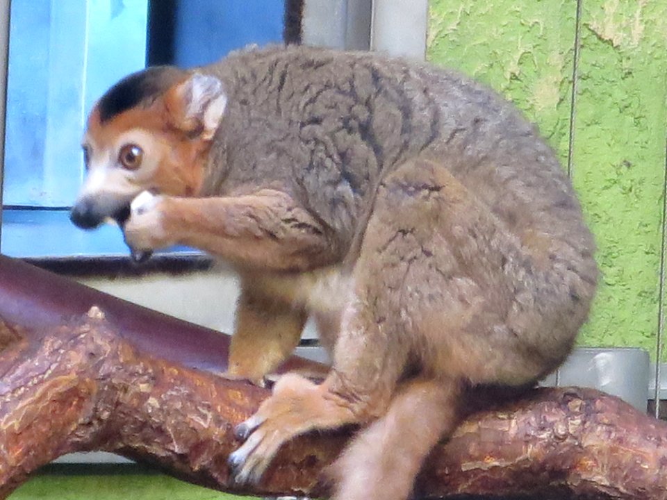 Dresdner Zoo 3