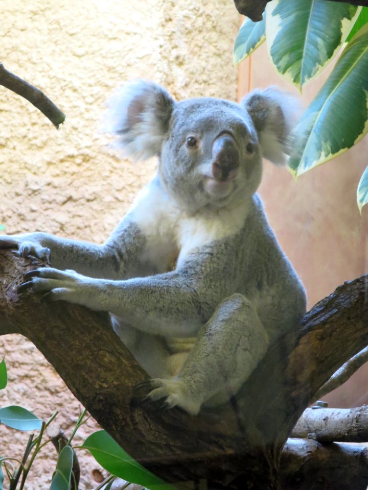 Dresdner Zoo 4
