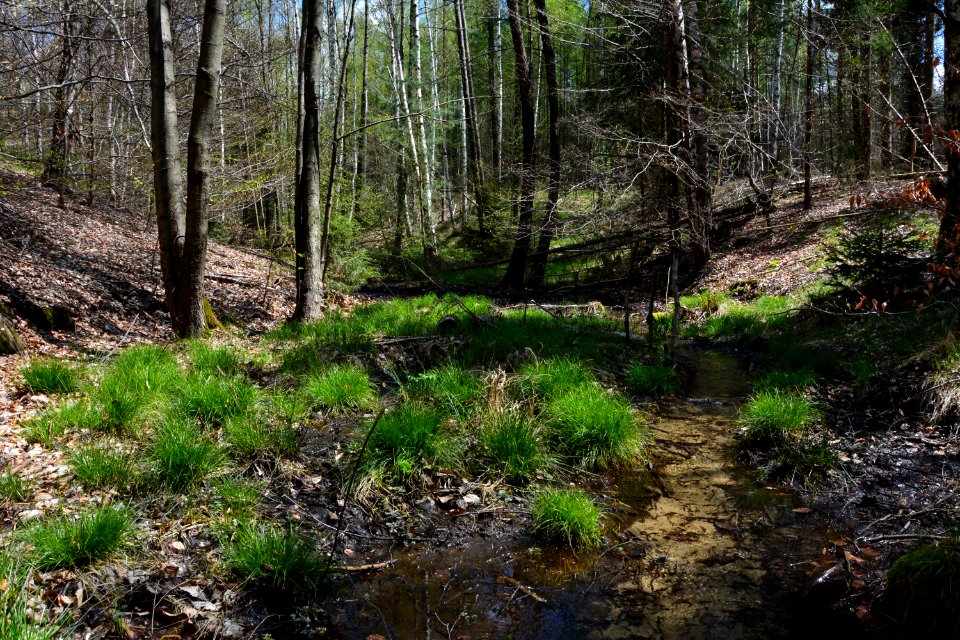 Dresdner Heide Schwarzes Bildwasser (2)