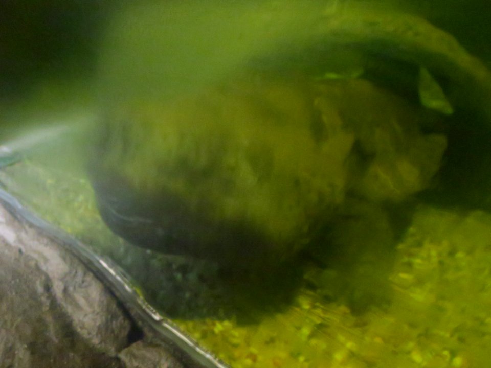 Dresdner Zoo 2
